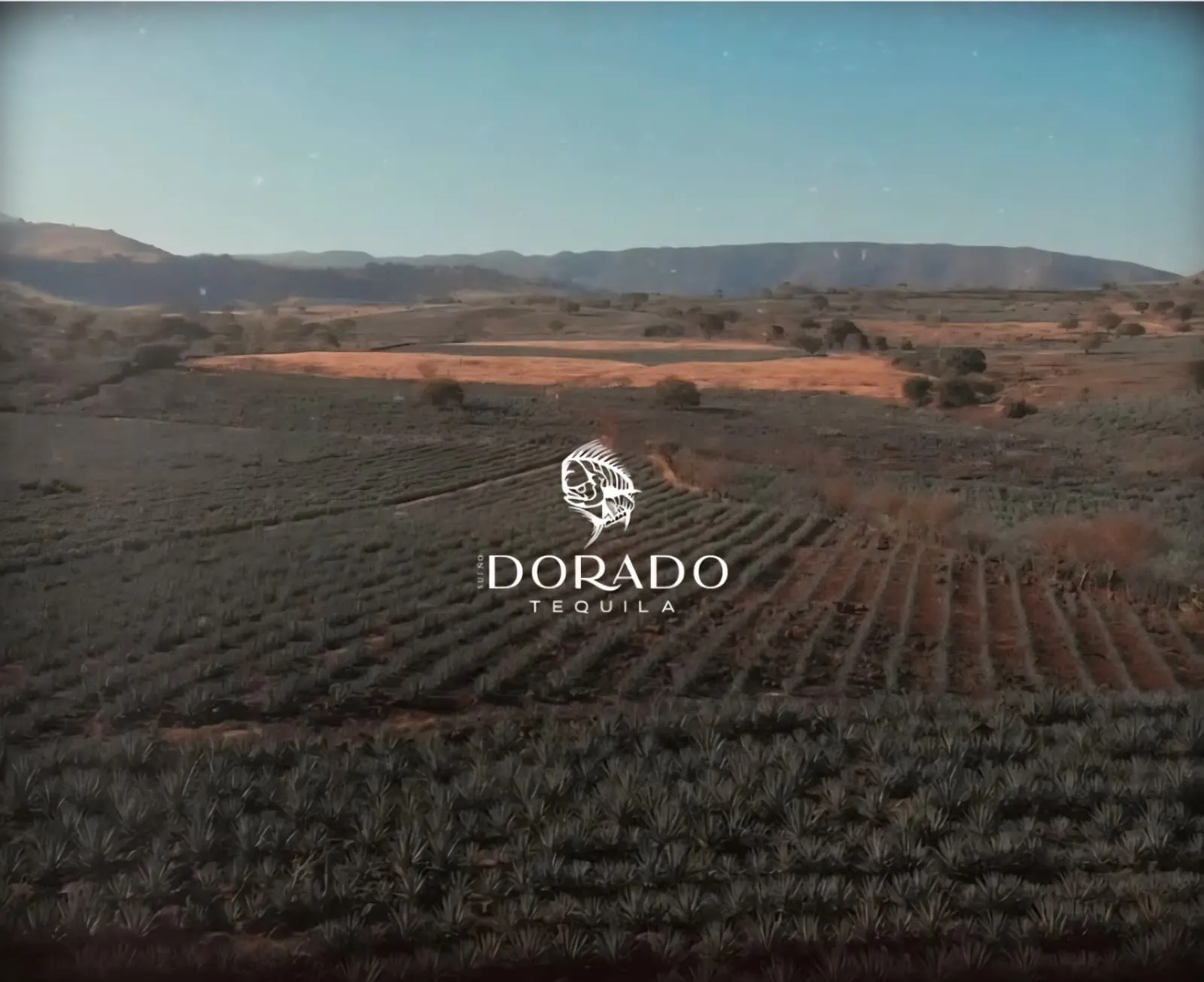 Blue agave fields in Jalisco